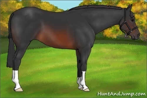 Horse Color:Brown 