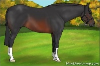 Horse Color:Brown 