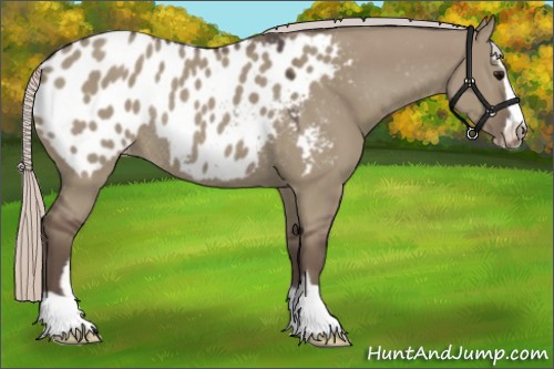 Horse Color:Silver Grullo Sabino Blanket Rabicano