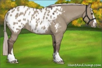Horse Color:Silver Grullo Sabino Appaloosa Rabicano