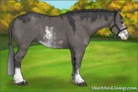 Horse Color:Grullo Sabino