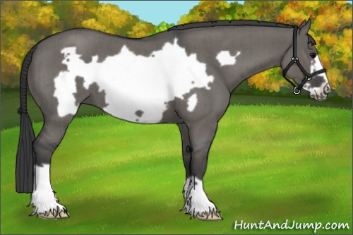 Horse Color:Grullo Roan Frame Brindle 