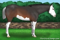 Horse Color:Brown Splash