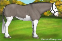Horse Color:Grullo Splash Brindle