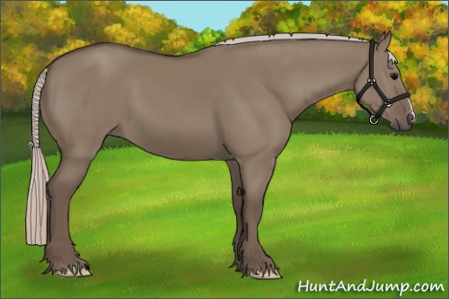 Horse Color:Silver Grullo 