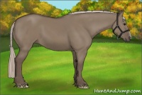 Horse Color:Silver Grullo 