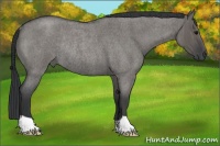 Horse Color:Grullo Roan Rabicano Brindle
