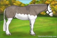 Horse Color:Silver Grullo Splash