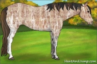 Horse Color:Plaid  Bay Ice 