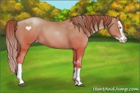Horse Color:Bay Pearl Splash
