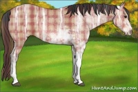 Horse Color:Plaid Bay Ice Sabino