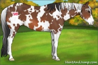 Horse Color:White Spotted Bay Sabino