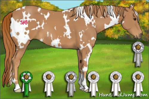 Horse Color:White Spotted Chestnut 