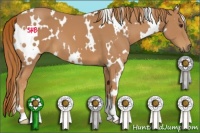 Horse Color:White Spotted Chestnut