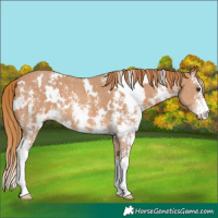 Horse Color:White Spotted Chestnut Sabino