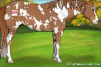 Horse Color:White Spotted Chestnut Sabino