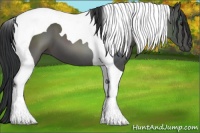 Horse Color:Black Tobiano 