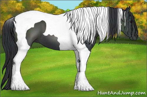 Horse Color:Black Tobiano