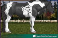 Horse Color:Black Tobiano 