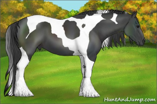 Horse Color:Smoky Black Tobiano 