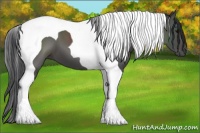 Horse Color:Black Tobiano 