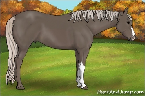Horse Color:Silver Black 