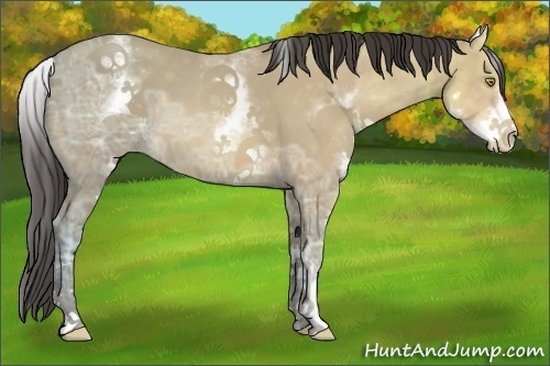 Horse Color:White Spotted Amber Champagne Ice