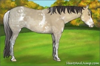 Horse Color:White Spotted Amber Champagne Ice