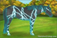 Horse Color:Thunderstruck Black 