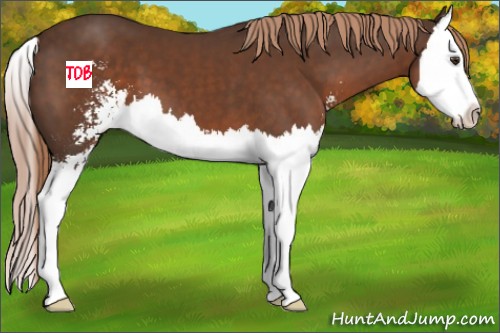 Horse Color:Liver Chestnut Sabino Splash 