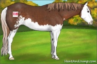Horse Color:Liver Chestnut Sabino Splash