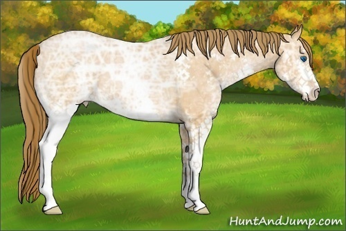 Horse Color:Bay Ice Pearl Splash 