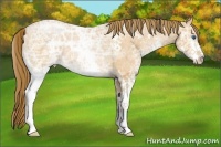 Horse Color:Bay Ice Pearl Splash