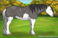 Horse Color:Grullo Splash 