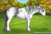 Horse Color:White Spotted Black Appaloosa Rabicano 