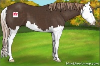 Horse Color:Liver Chestnut Sabino Splash