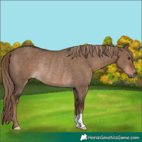 Horse Color:Liver Red Dun Rabicano 