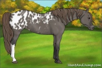 Horse Color:Smoky Grullo Appaloosa 