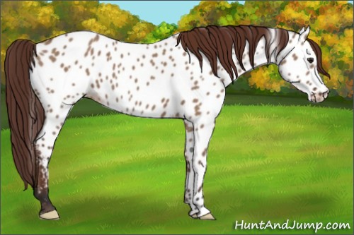 Horse Color:Bay Dun Appaloosa 