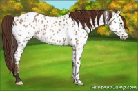 Horse Color:Bay Dun Appaloosa 
