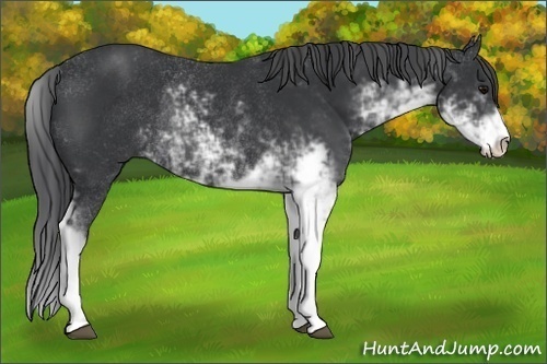Horse Color:Black Sabino Rabicano 