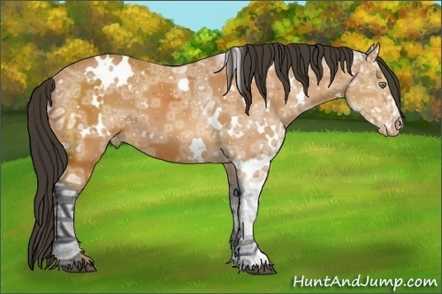 Horse Color:White Spotted Bay Ice Appaloosa 