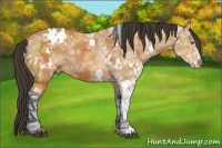Horse Color:White Spotted Bay Ice Varnish 