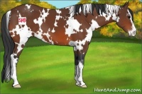 Horse Color:White Spotted Bay Sabino