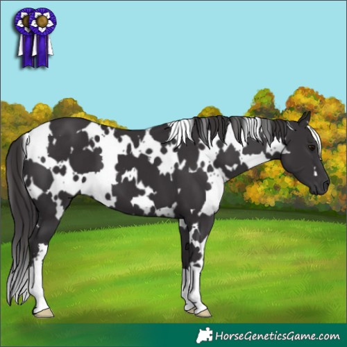 Horse Color:White Spotted Smoky Black 