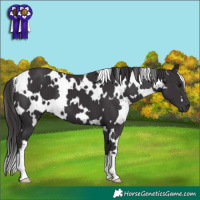 Horse Color:White Spotted Smoky Black