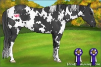 Horse Color:White Spotted Smoky Black