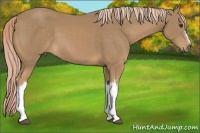 Horse Color:Palomino