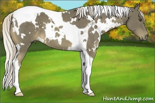 Horse Color:White Spotted Chocolate Palomino Tobiano 