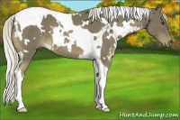 Horse Color:White Spotted Chocolate Palomino Tobiano